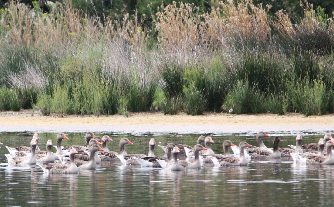 Las Lagunas acogen a cerca de 5000 aves